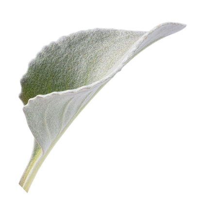 Limited Edition Royale™ | Angel Wings Sea Cabbage (Senecio candicans)