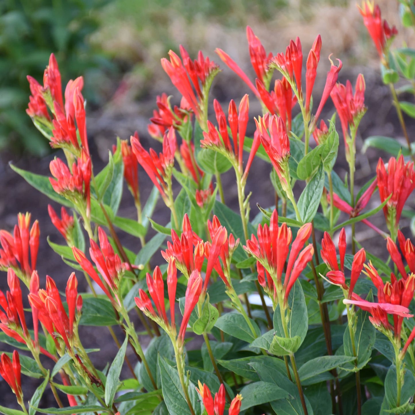 'Orange Slices' Indian Pink (Spigelia marilandica) | Proven Winners® New Variety 2026