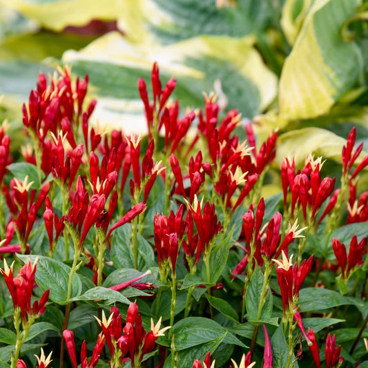 'Apple Slices' Indian Pink (Spigelia marilandica)