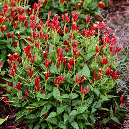 'Apple Slices' Indian Pink (Spigelia marilandica)