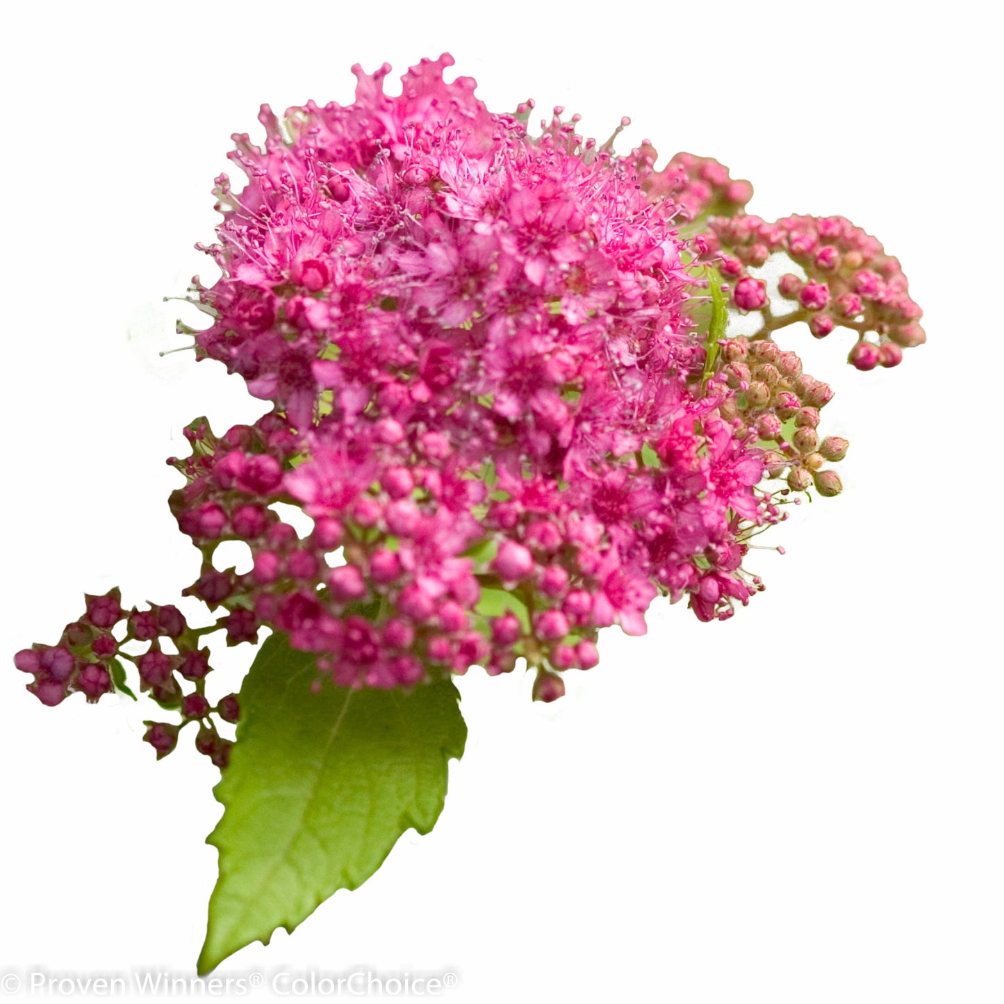 Double Play® Gold Spirea (Spiraea japonica)