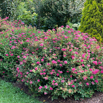 Double Play Doozie® Spirea (Spiraea x)