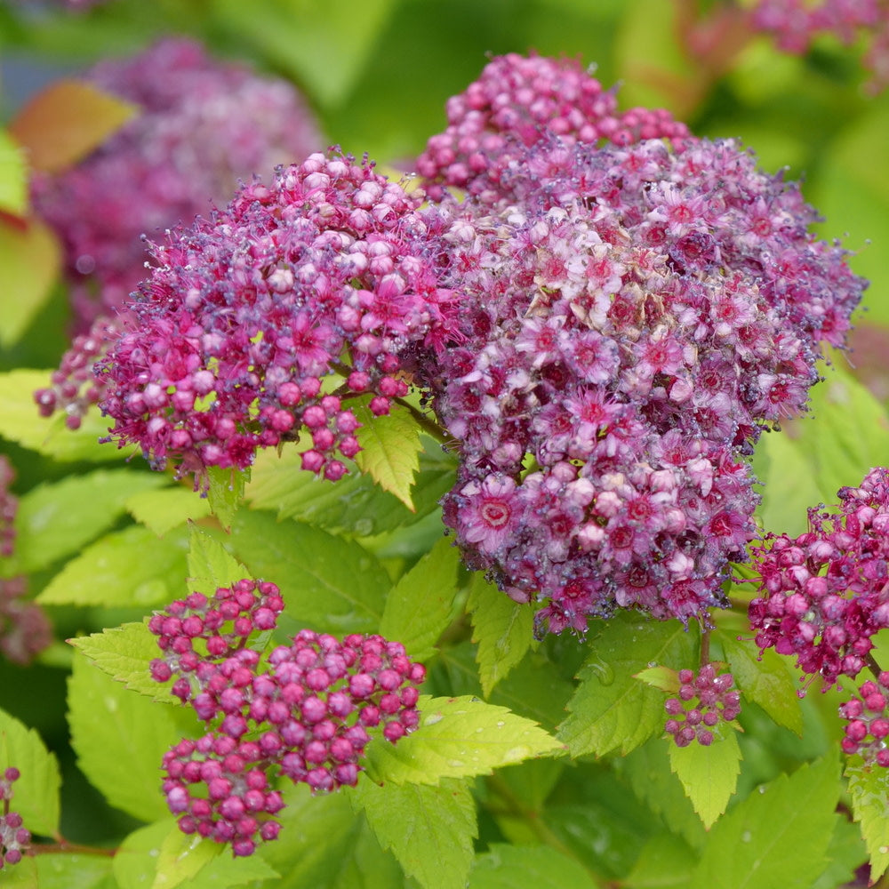 Double Play Dolly® Spirea (Spirea japonica)