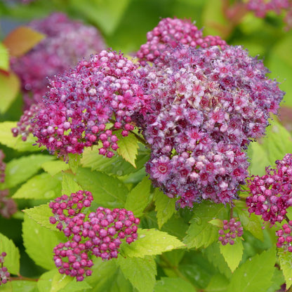 Double Play Dolly® Spirea (Spirea japonica)