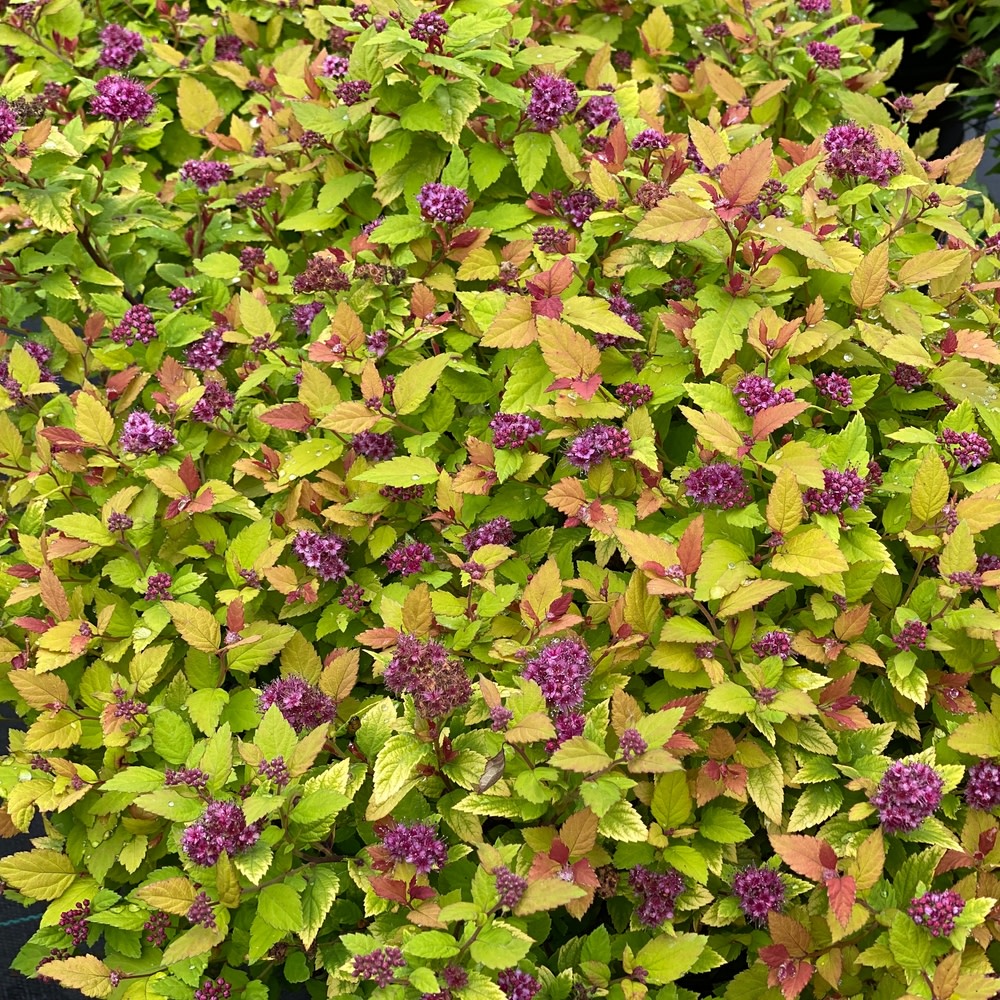 Double Play Dolly® Spirea (Spirea japonica)