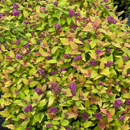 Double Play Dolly® Spirea (Spirea japonica)