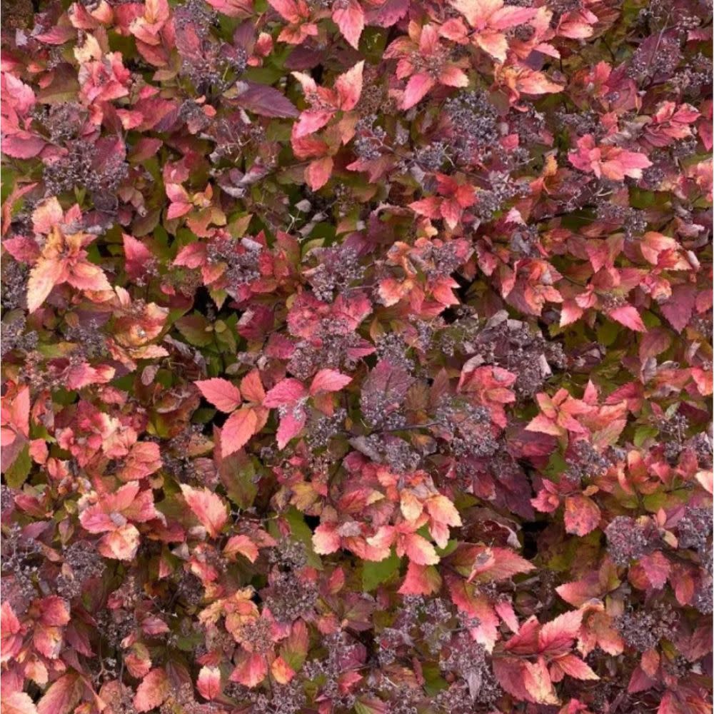 Double Play Dolly® Spirea (Spirea japonica)