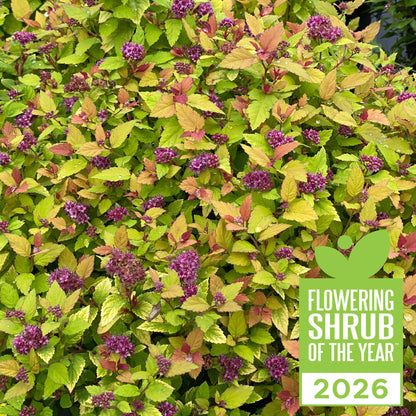 Double Play Dolly® Spirea (Spirea japonica)