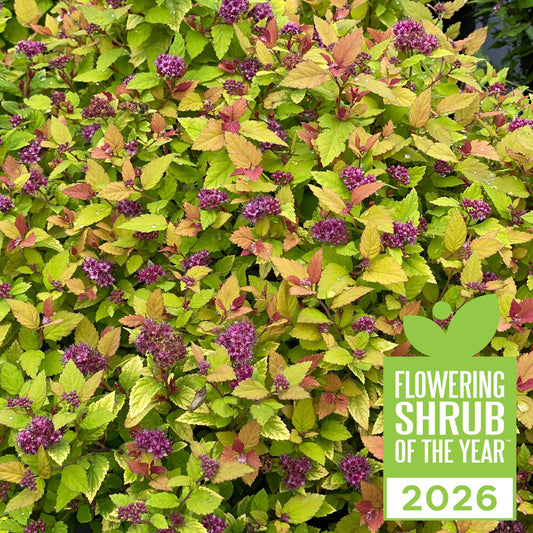 Double Play Dolly® Spirea (Spirea japonica)