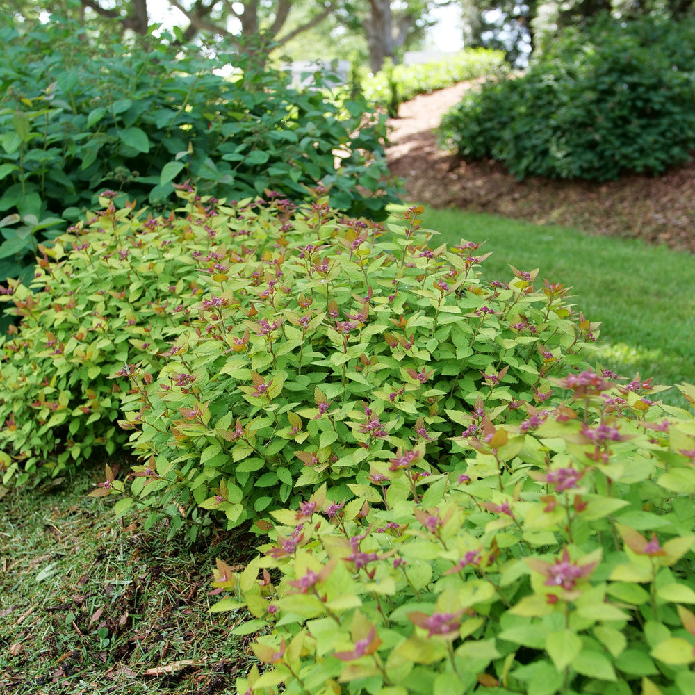 Double Play Dolly® Spirea (Spirea japonica)