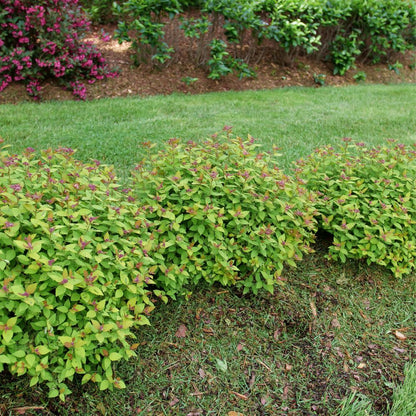 Double Play Dolly® Spirea (Spirea japonica)