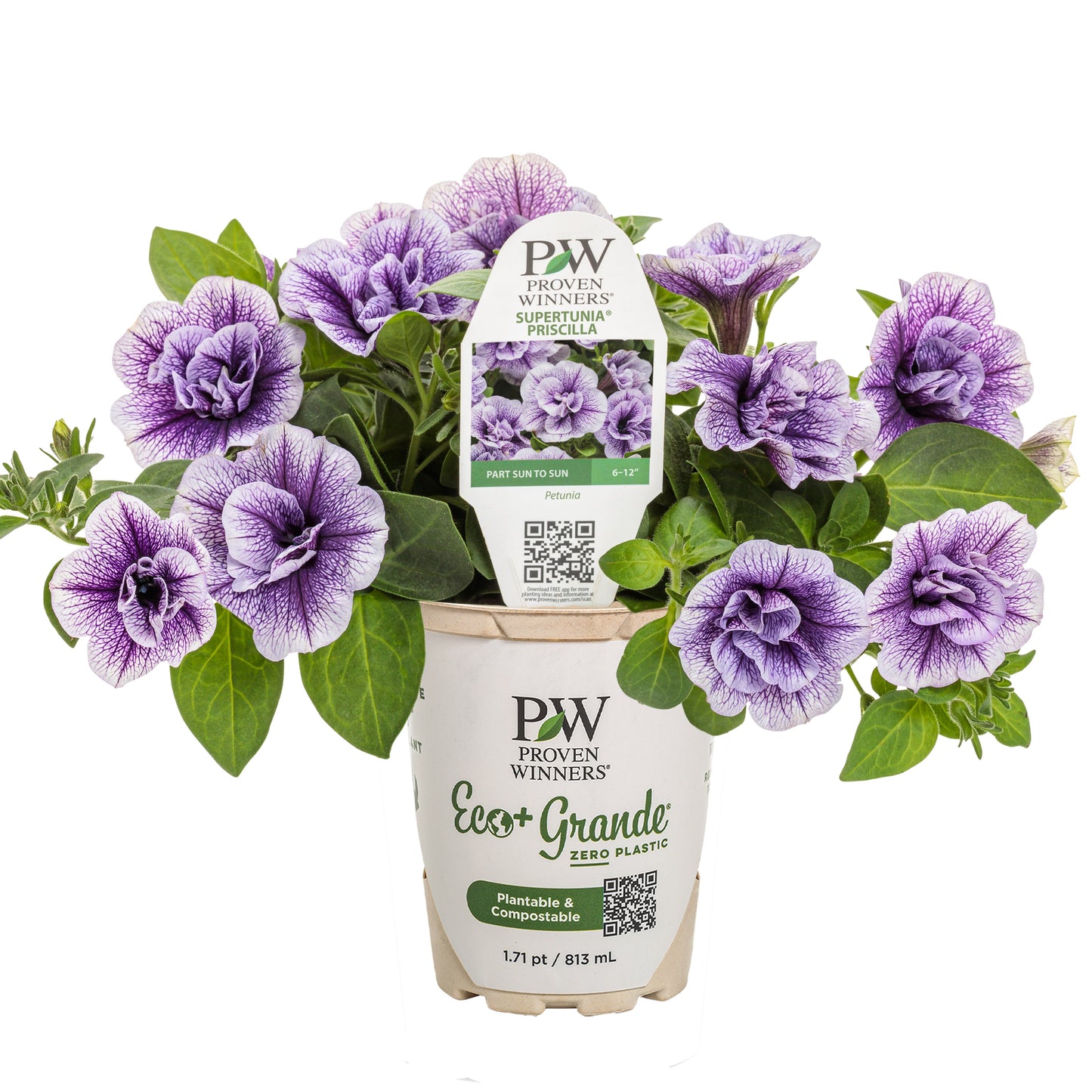 Supertunia® Priscilla® Petunia