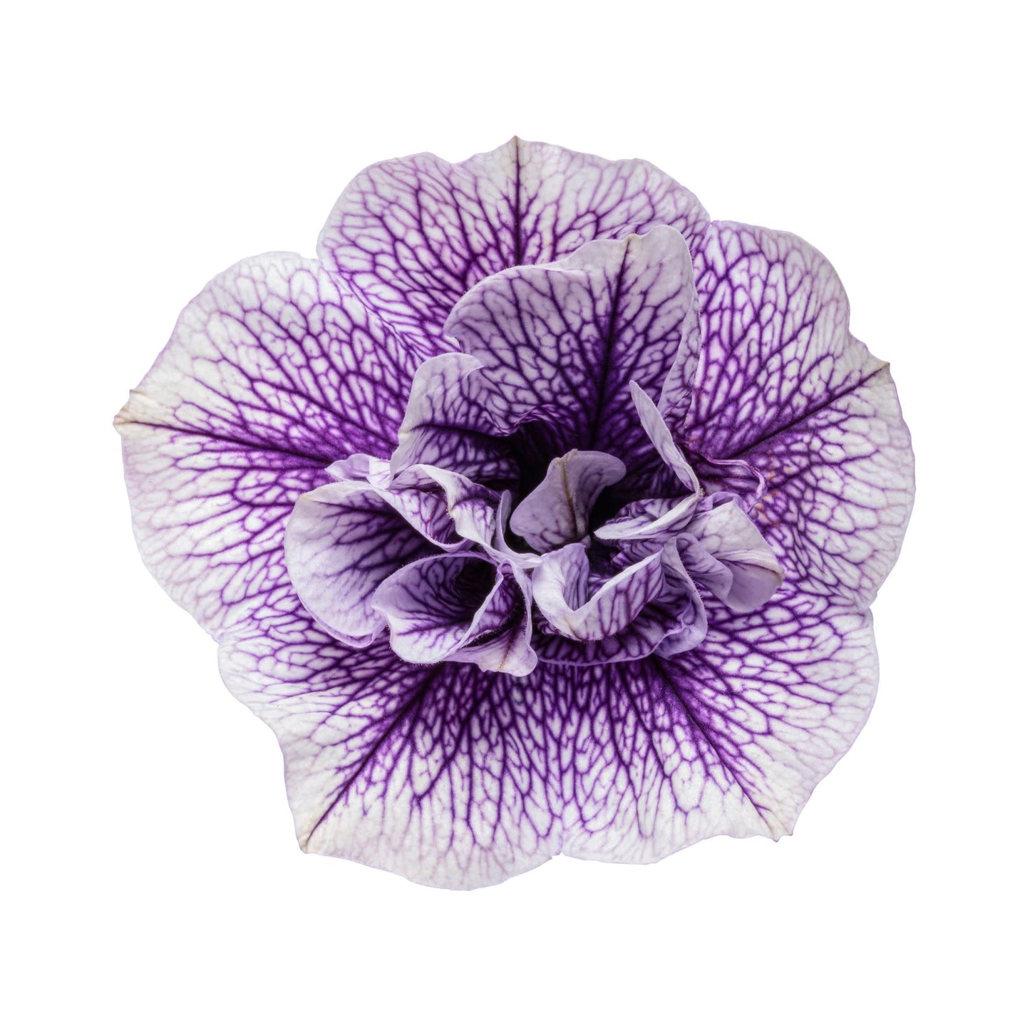 Supertunia® Priscilla® Petunia