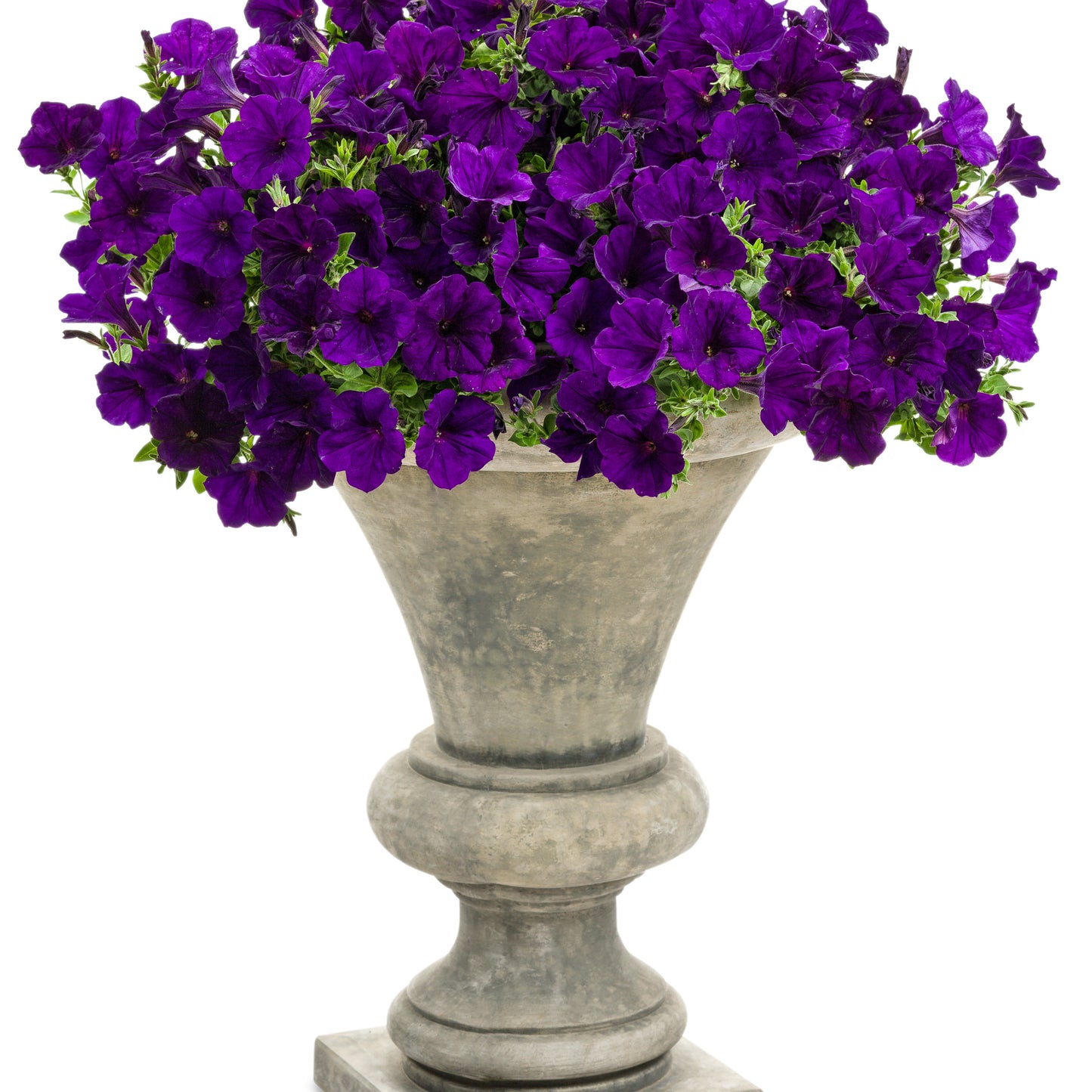 Supertunia® Royal Velvet® Petunia