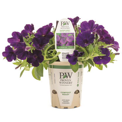Supertunia® Royal Velvet® Petunia