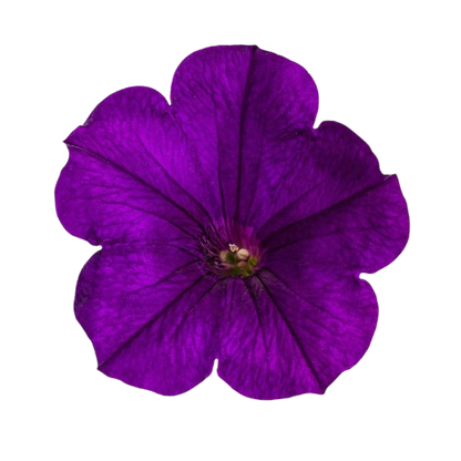Supertunia® Royal Velvet® Petunia (Petunia hybrid)