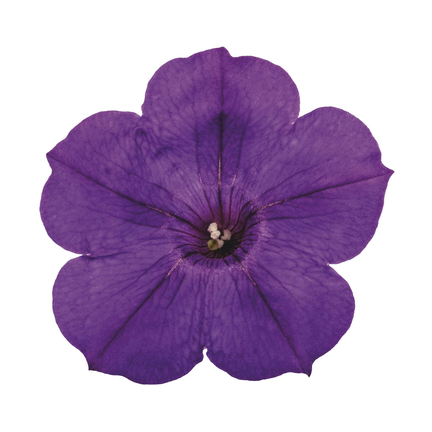 Supertunia® Royal Velvet® Petunia