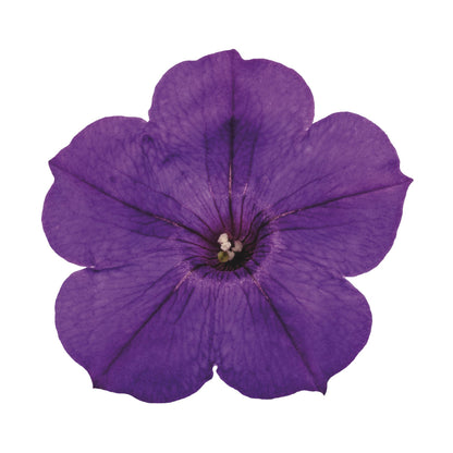 Supertunia® Royal Velvet® Petunia