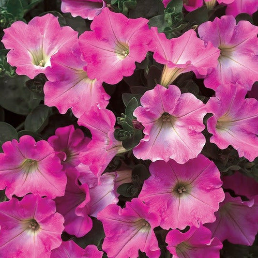 Supertunia Giant Pink Supertunia Giant Pink Petunia up close.