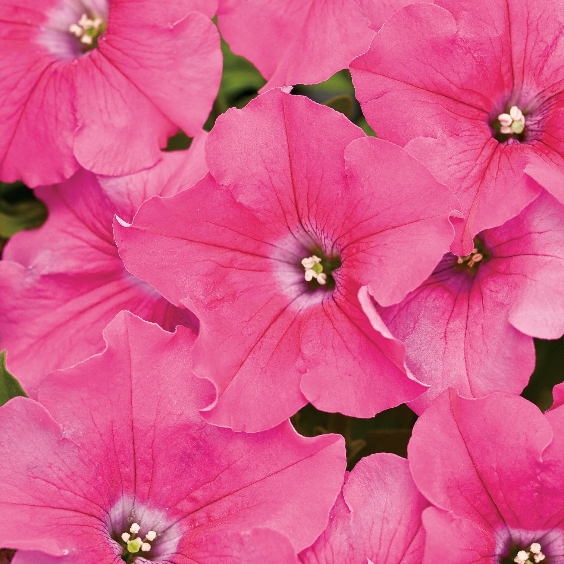 Supertunia Giant Pink Petunia up close.