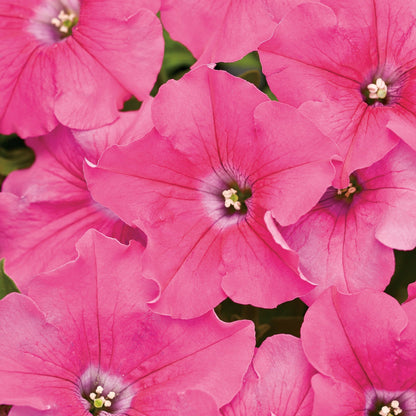 Supertunia Giant Pink Petunia up close.