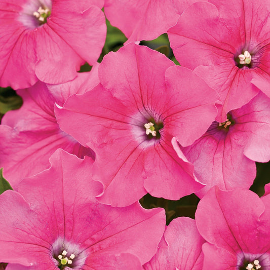 Supertunia Giant Pink Petunia up close.