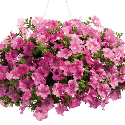Supertunia Giant Pink Petunia in container.