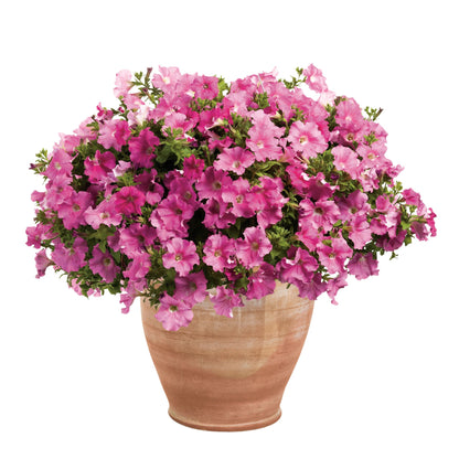 Supertunia® Giant Pink® Petunia