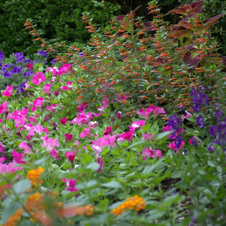 Supertunia Giant Pink Supertunia Giant Pink Petunia in focus.