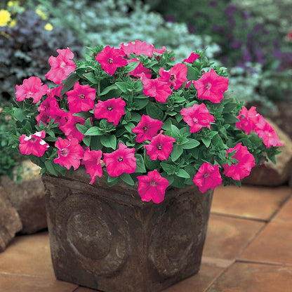 Supertunia Giant Pink Supertunia Giant Pink Petunia in use.