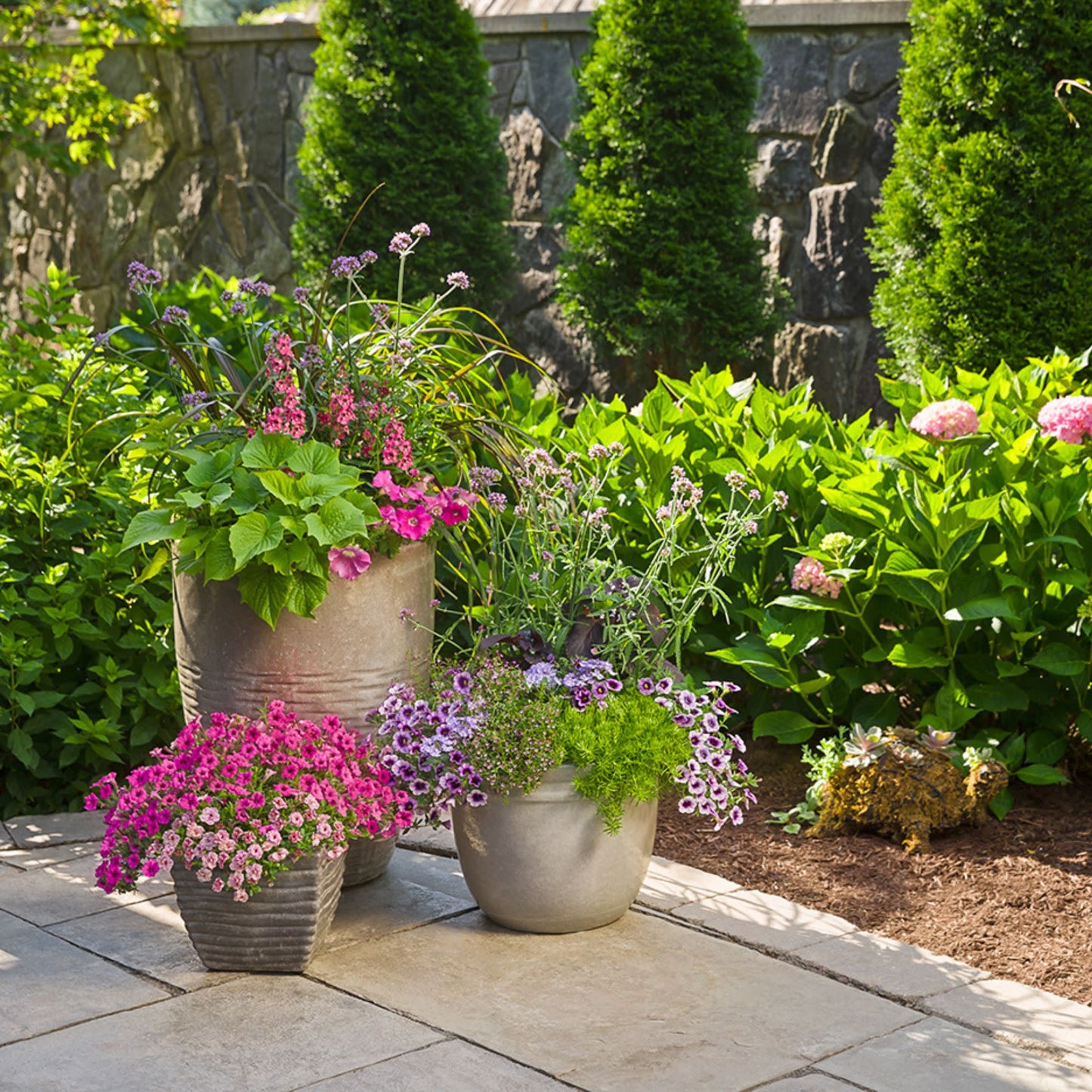 Supertunia® Giant Pink® Petunia