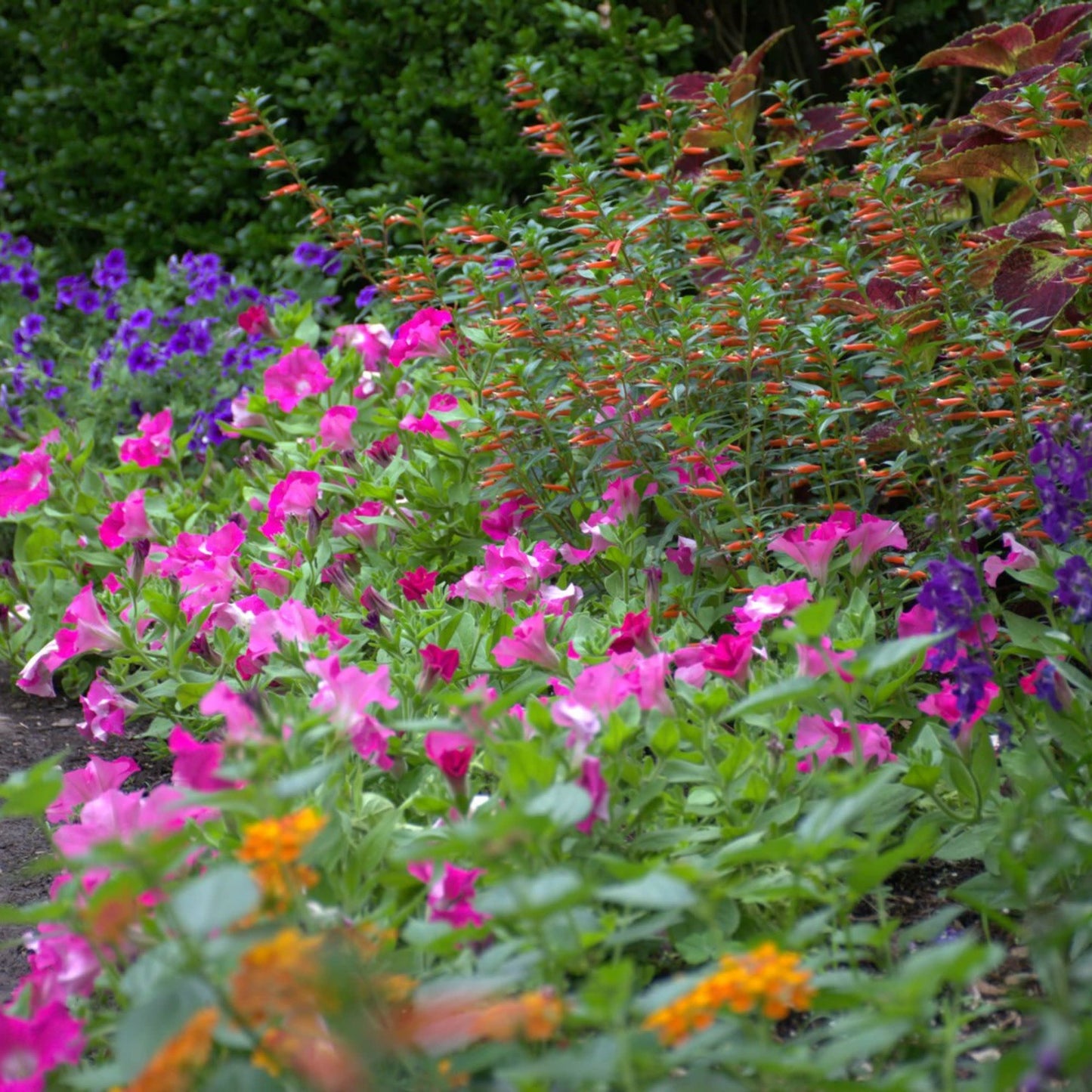 Supertunia® Giant Pink® Petunia