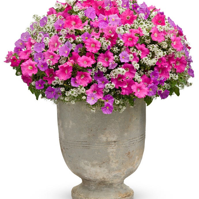 Supertunia Giant Pink Supertunia Giant Pink Petunia in use.