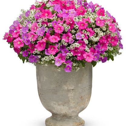 Supertunia Giant Pink Supertunia Giant Pink Petunia in use.