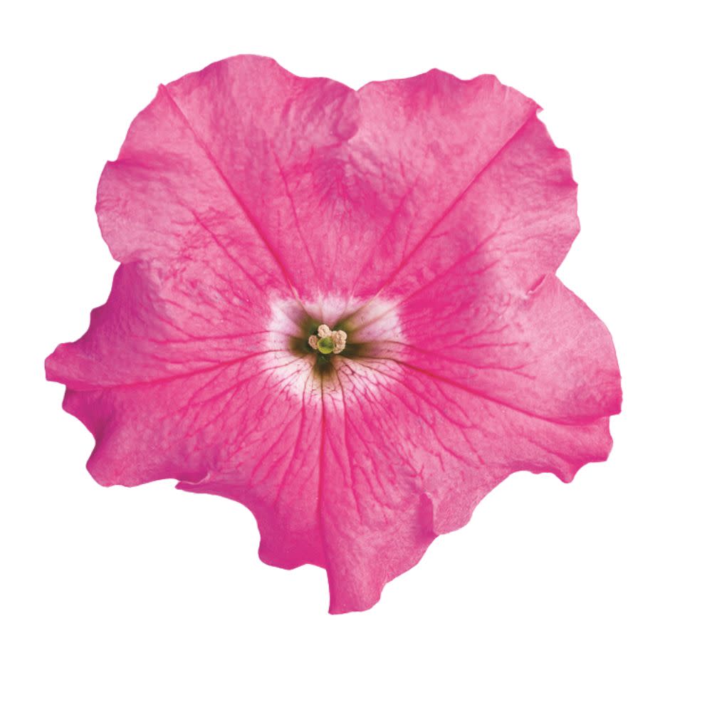Supertunia® Giant Pink® Petunia
