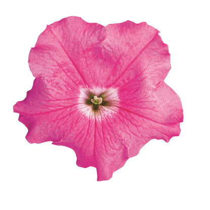 Supertunia® Giant Pink® Petunia
