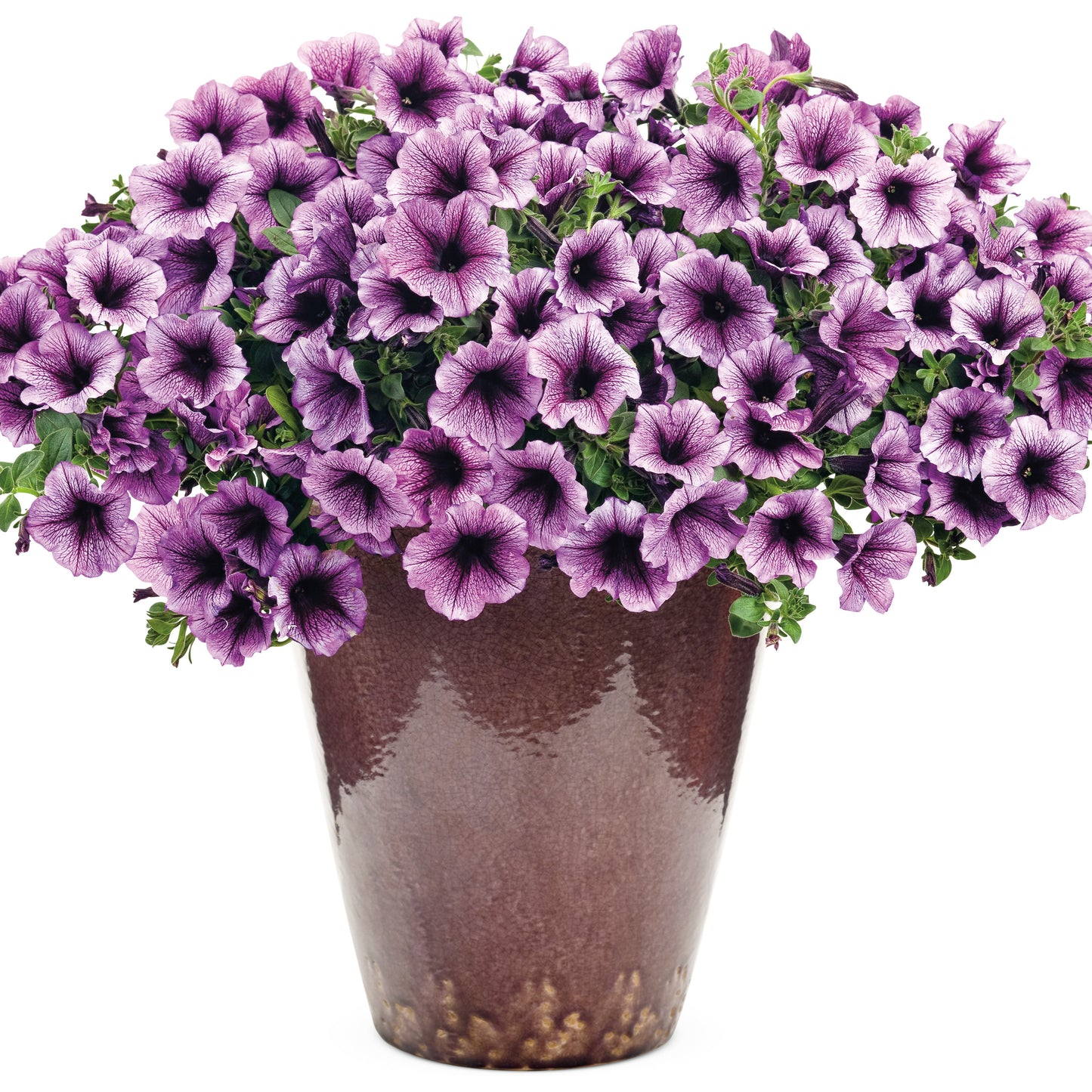 Supertunia® Bordeaux™ Petunia