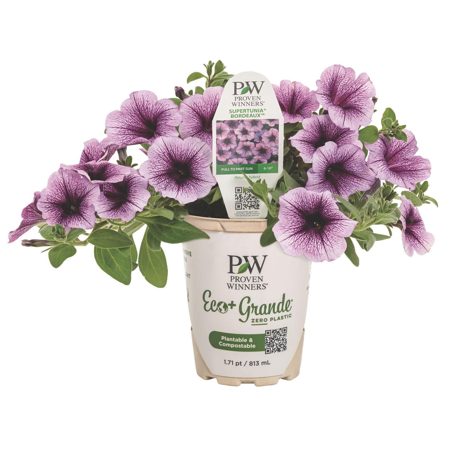 Supertunia® Bordeaux™ Petunia
