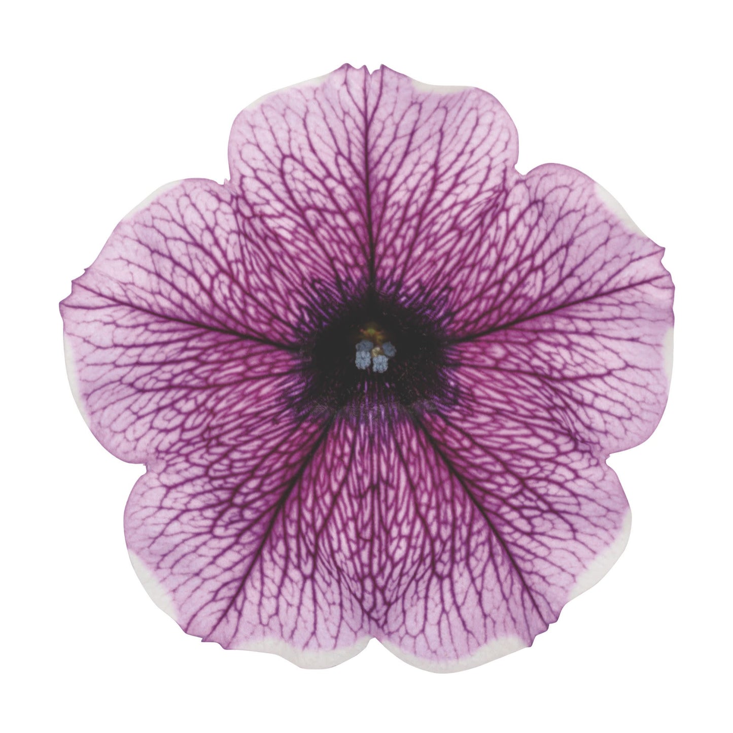 Supertunia® Bordeaux™ Petunia