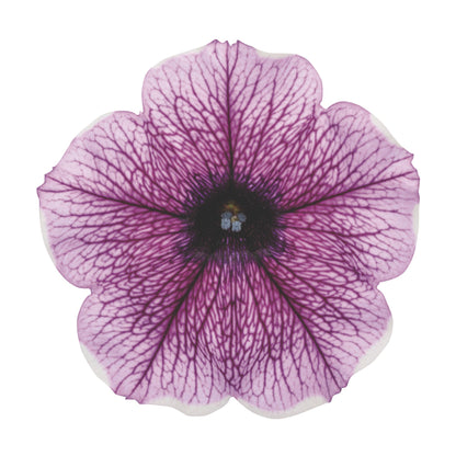 Supertunia® Bordeaux™ Petunia