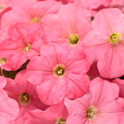Supertunia® Bermuda Beach® Petunia