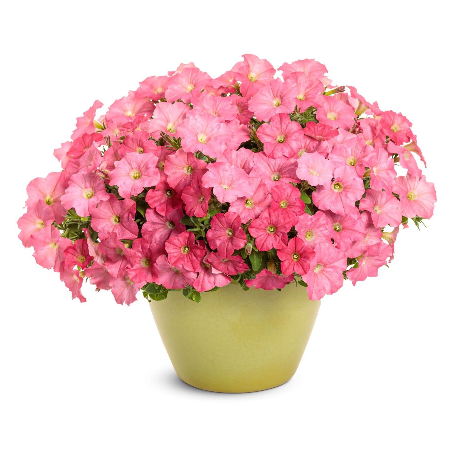 Supertunia® Bermuda Beach® Petunia