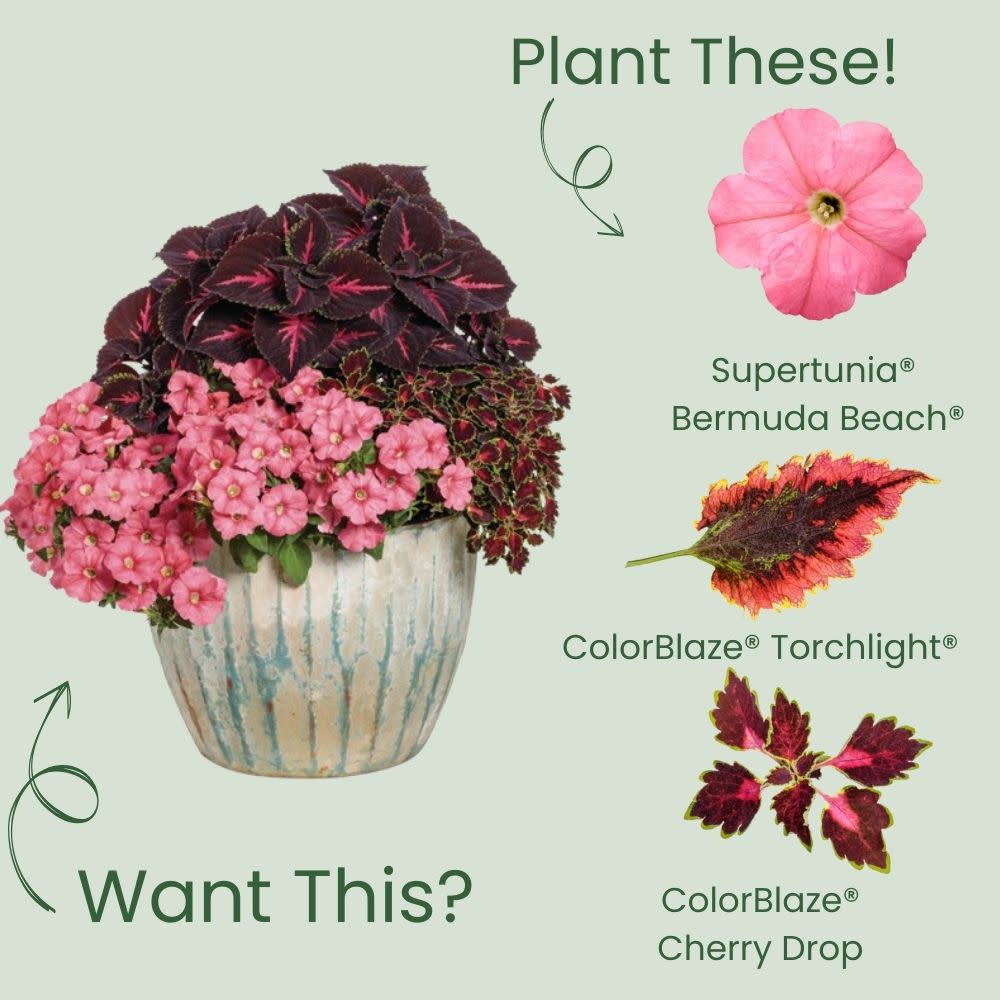 Supertunia® Bermuda Beach® Petunia