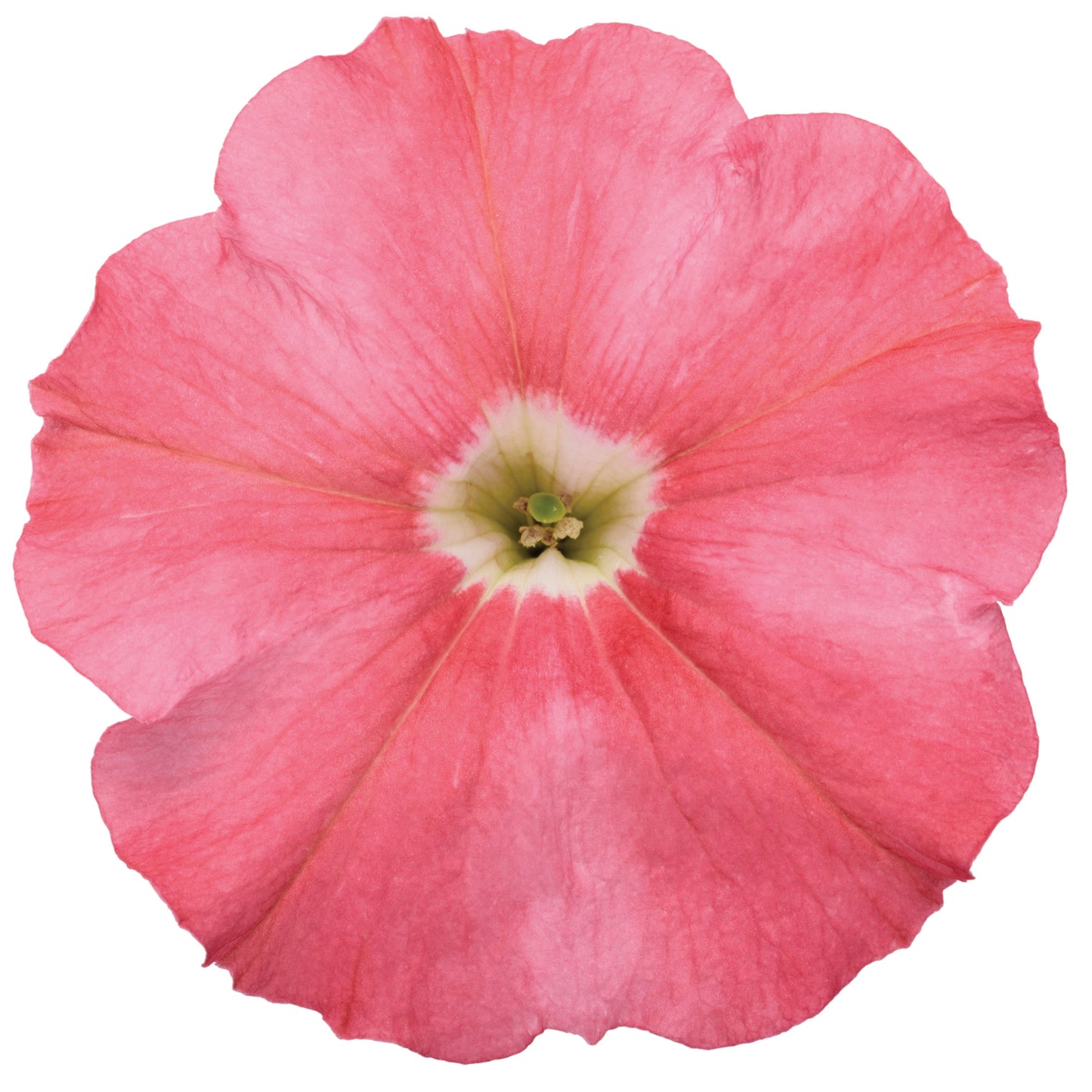 Supertunia® Bermuda Beach® Petunia