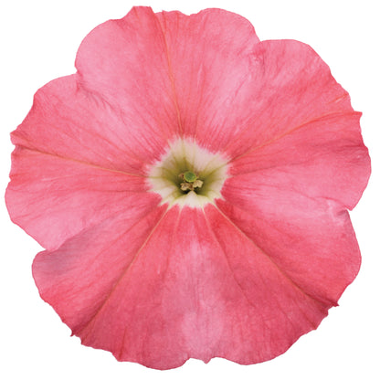 Supertunia® Bermuda Beach® Petunia