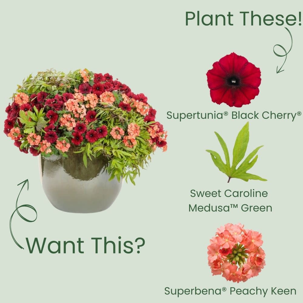 Supertunia® Black Cherry® Petunia