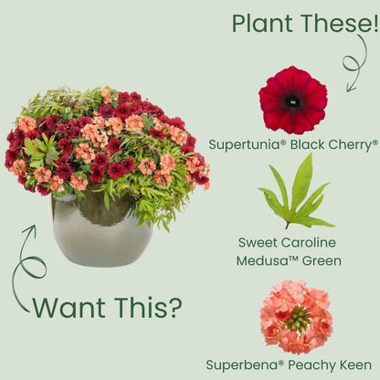 Supertunia® Black Cherry® Petunia