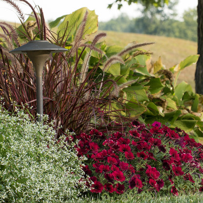 Supertunia Black Cherry Petunia in use.