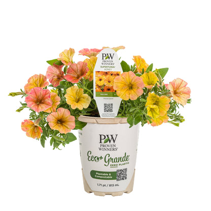 Supertunia® Honey™ Petunia