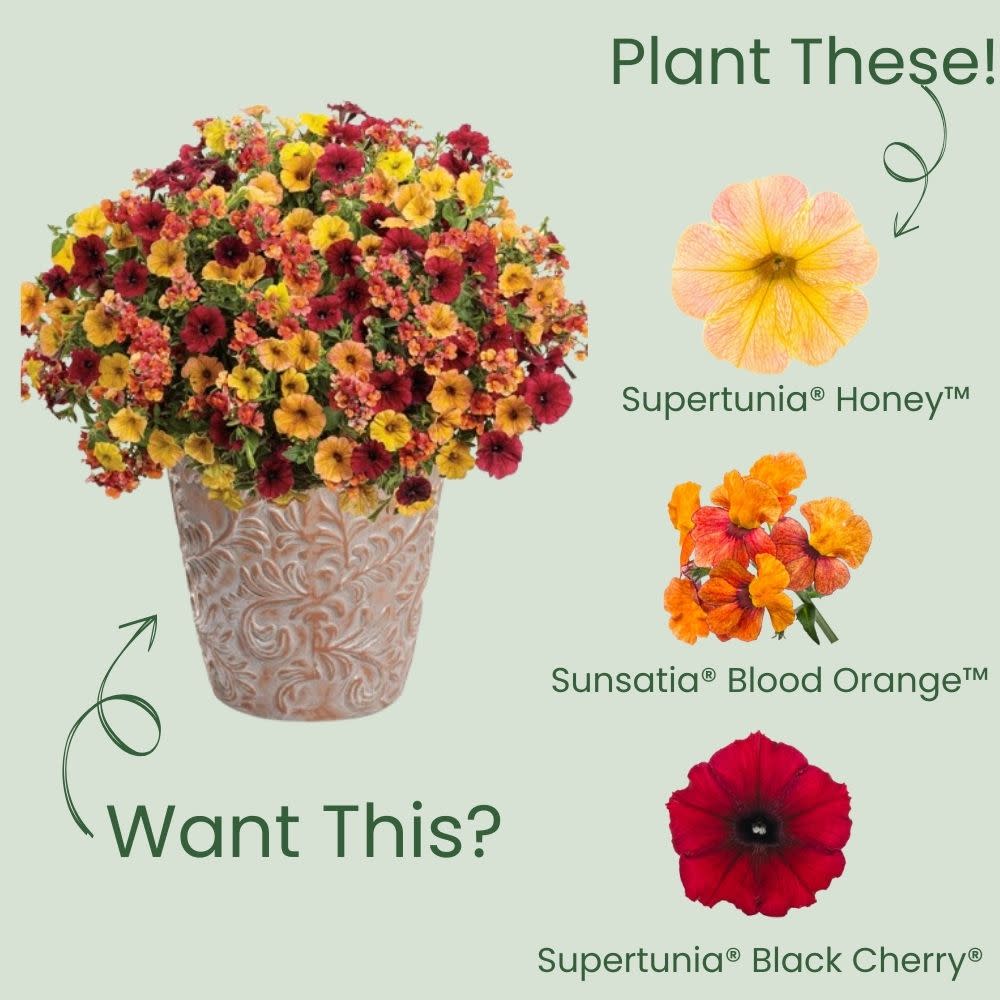 Supertunia® Honey™ Petunia